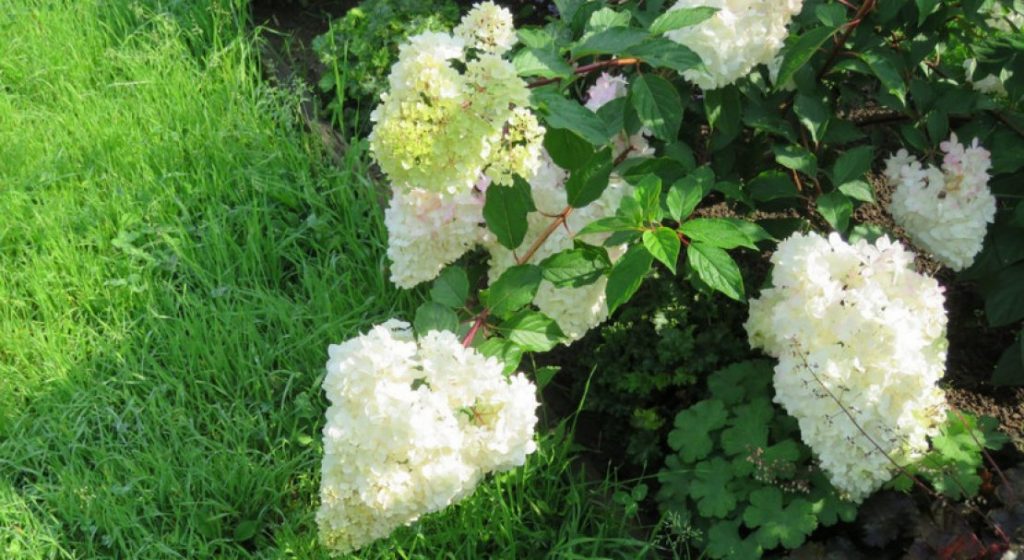 Hydrangea paniculata výber