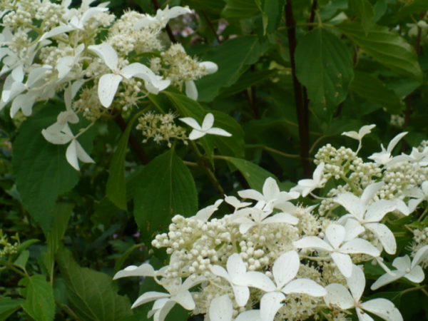 Hydrangea paniculata popis veľkej hviezdy Hydrangea paniculata popis veľkej hviezdy
