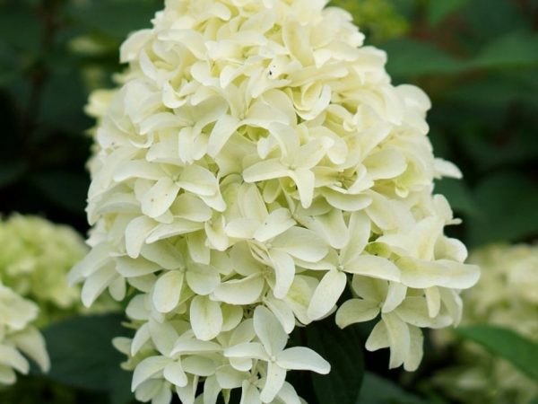 Hydrangea paniculata malá výsadba a starostlivosť o vápno Hydrangea paniculata malá výsadba a starostlivosť o vápno