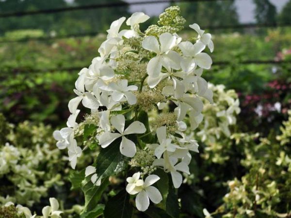 Hydrangea paniculata levana Hydrangea paniculata levana