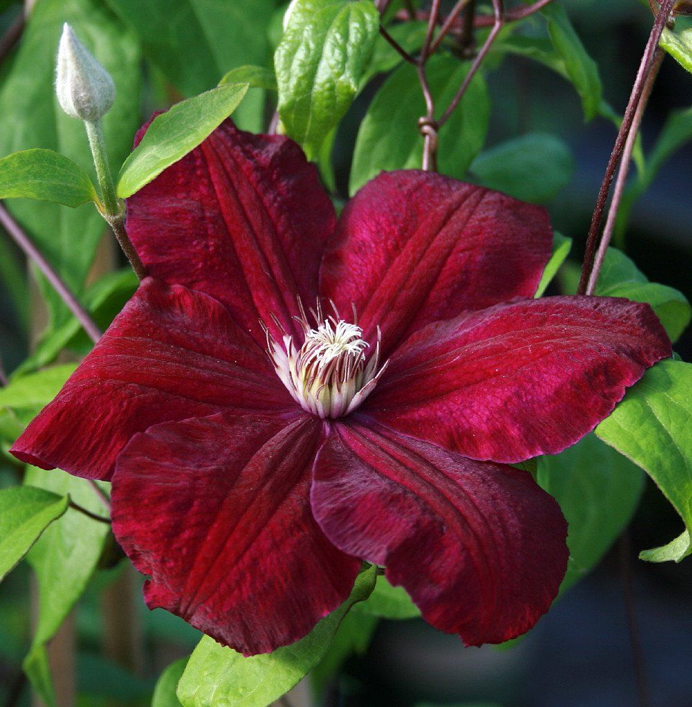 Kardinálna fotografia Clematis rouge Kardinálna fotografia Clematis rouge