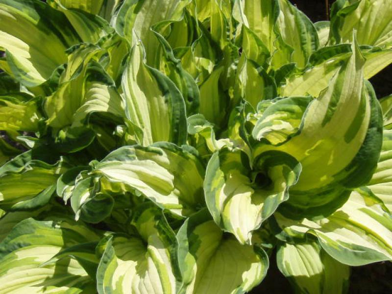 Hosta fortune albopict description Hosta fortune albopict description
