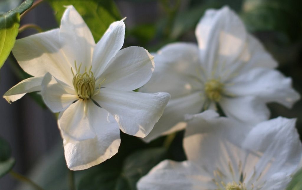 Clematis Beauty Bride Clematis Beauty Bride