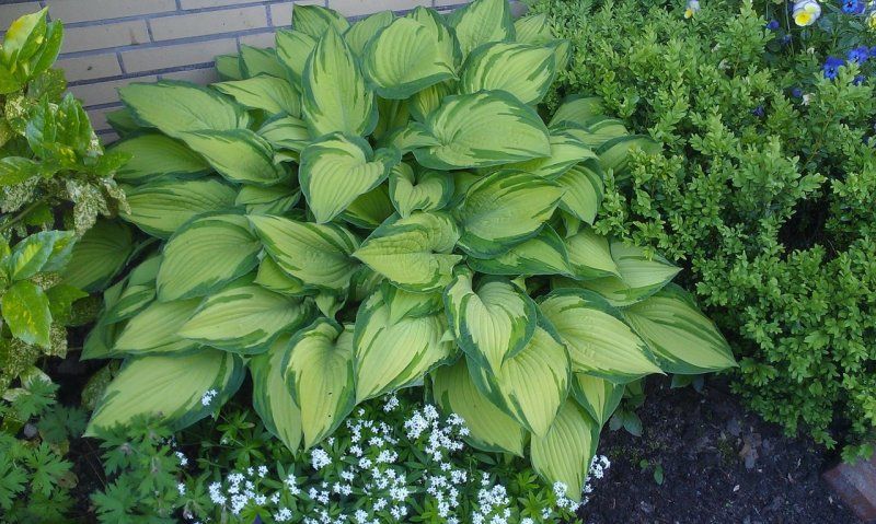 Popis hosta albopicta Popis hosta albopicta