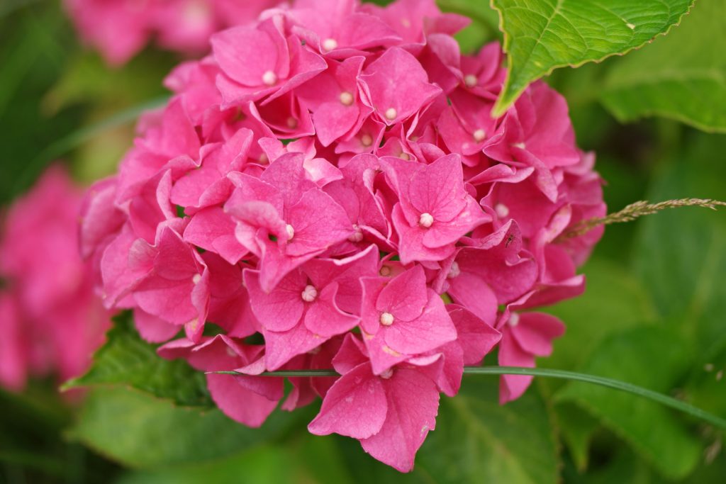 Hydrangea vyd