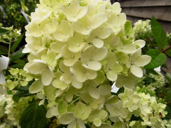 Hydrangea paniculata bomba Hydrangea paniculata bomba