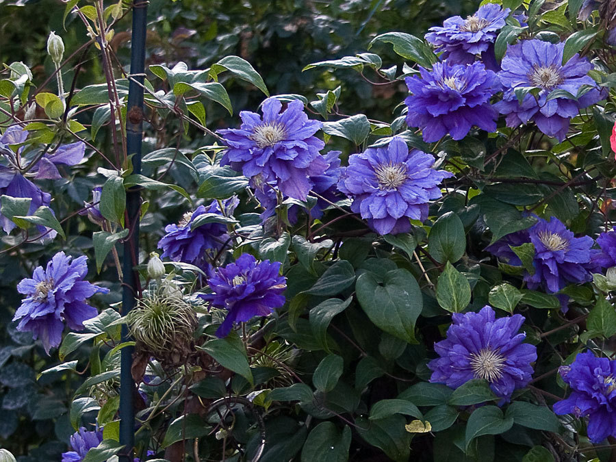 Kiri te ditch clematis Kiri te ditch clematis