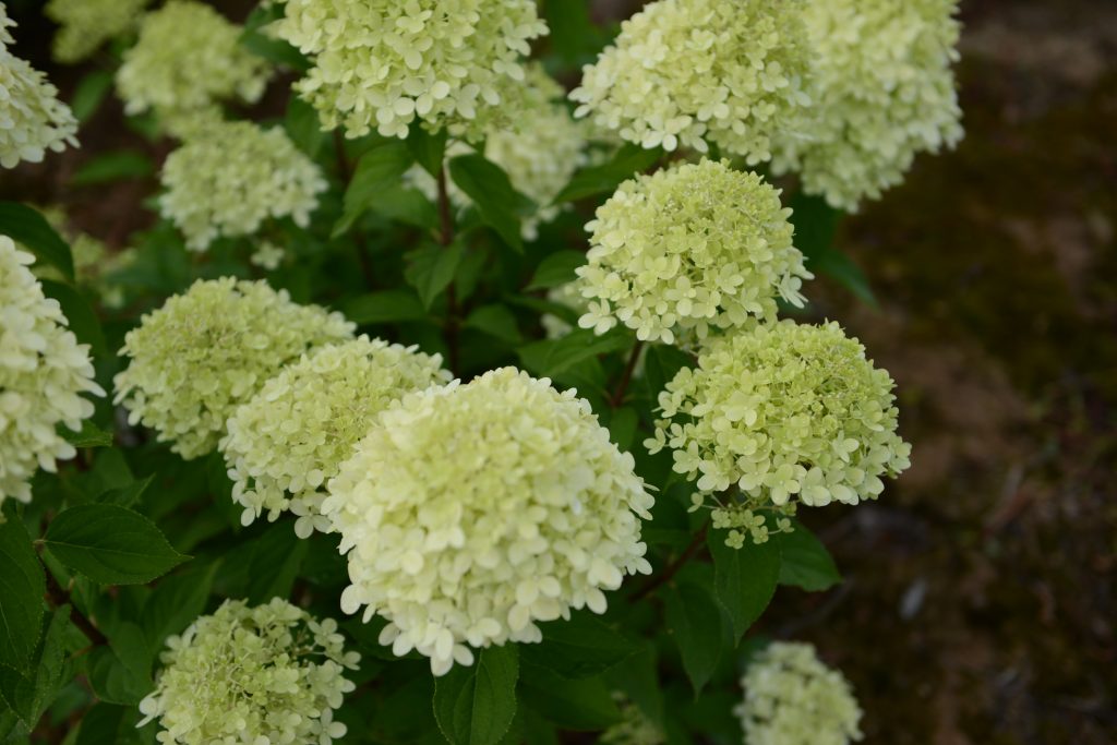 Hydrangea paniculata výber