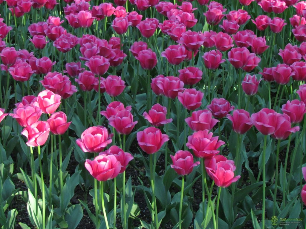 Barcelonské tulipány