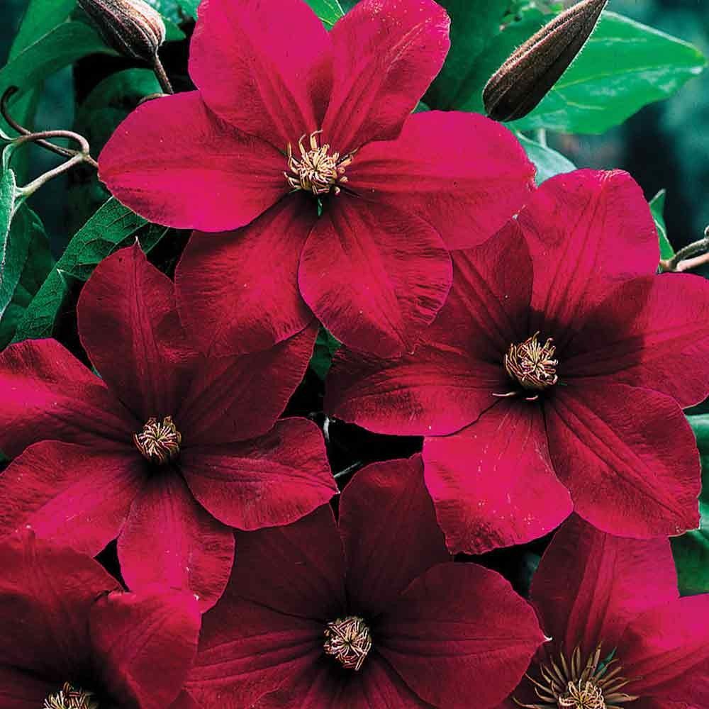 Kardinálny popis Clematis rouge Kardinálny popis Clematis rouge