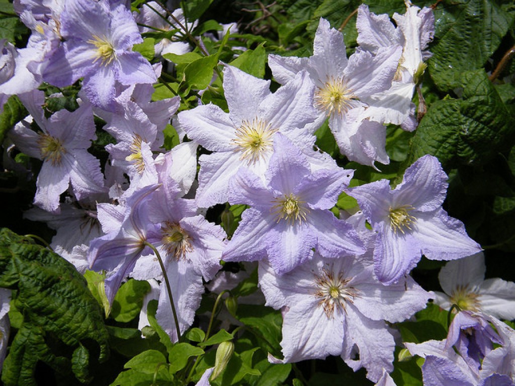 Opis Clematis blacketney aniol Opis Clematis blacketney aniol