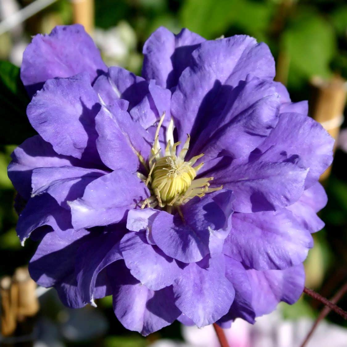 Opis príkopu Clematis kiri te Opis príkopu Clematis kiri te