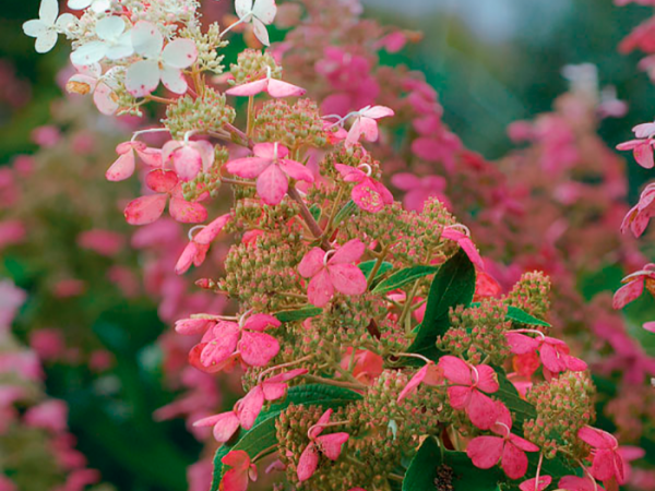 Hydrangea paniculata veľký ben Hydrangea paniculata veľký ben