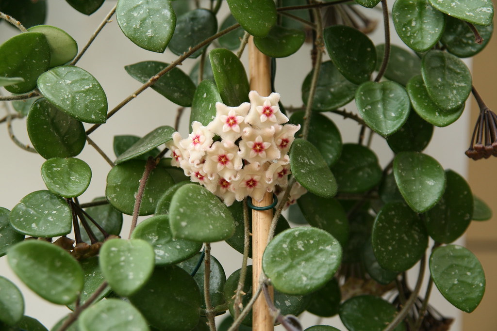 Hoya Matilda Splash Hoya Matilda Splash