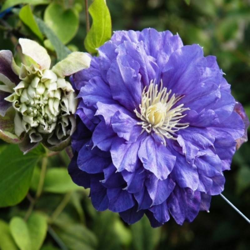 Recenzie na Clematis kiri te kanava Recenzie na Clematis kiri te kanava