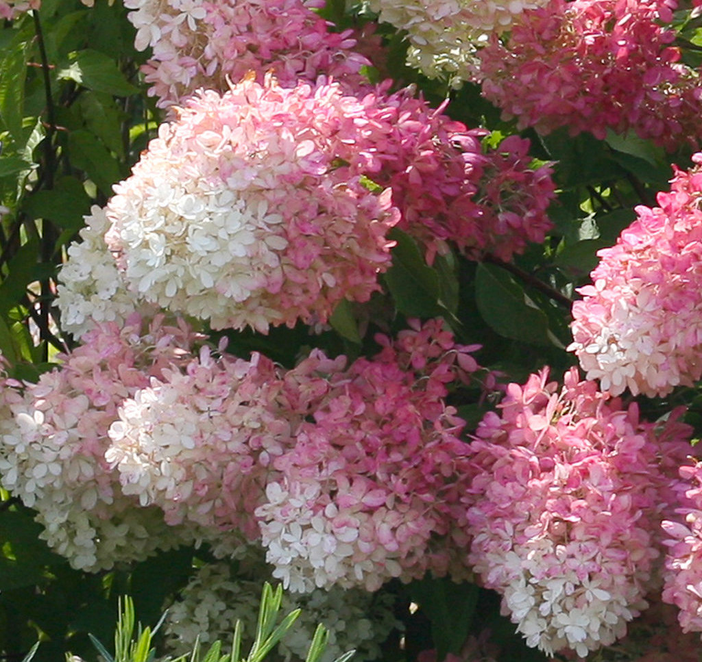 Hortenzia dolly paniculata Hortenzia dolly paniculata