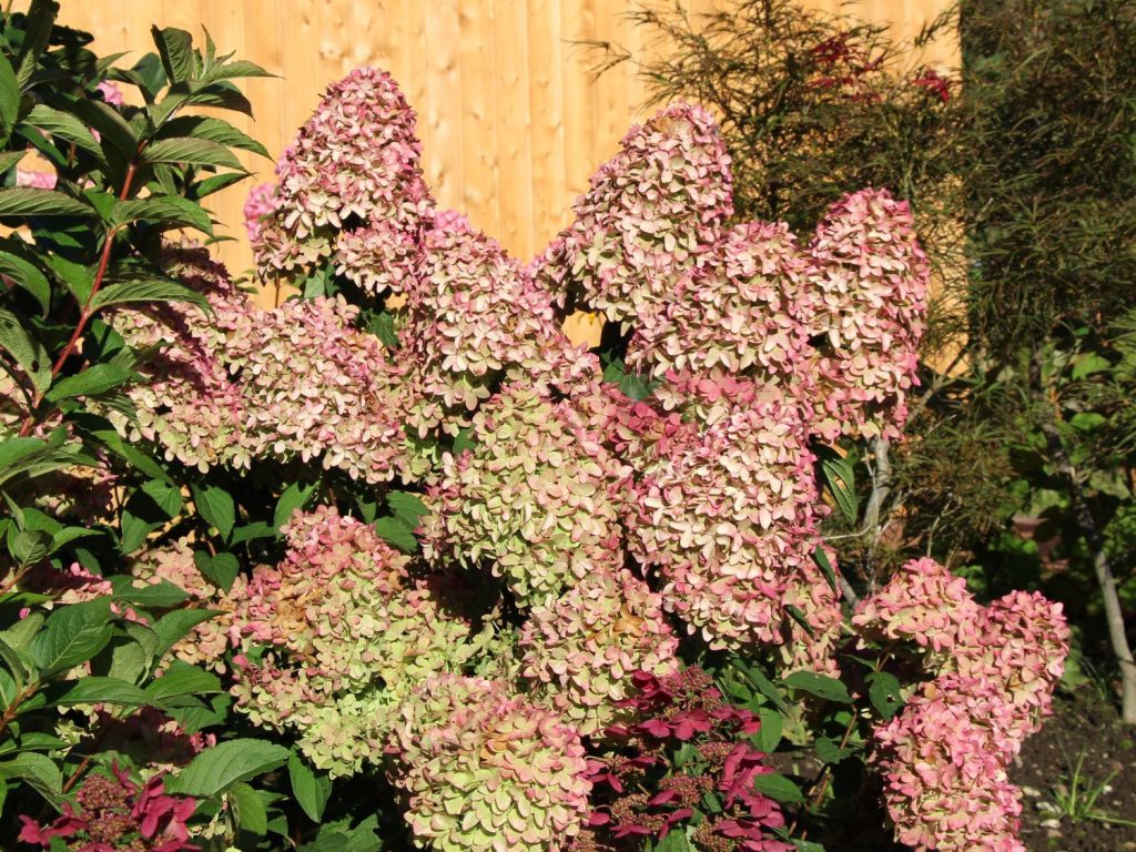 Foto s popisom sviečky Hydrangea Magic Foto s popisom sviečky Hydrangea Magic