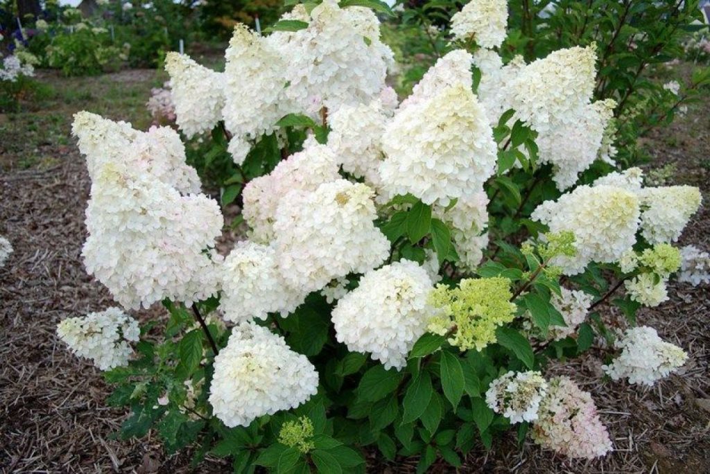 Hydrangea dentel de gorron