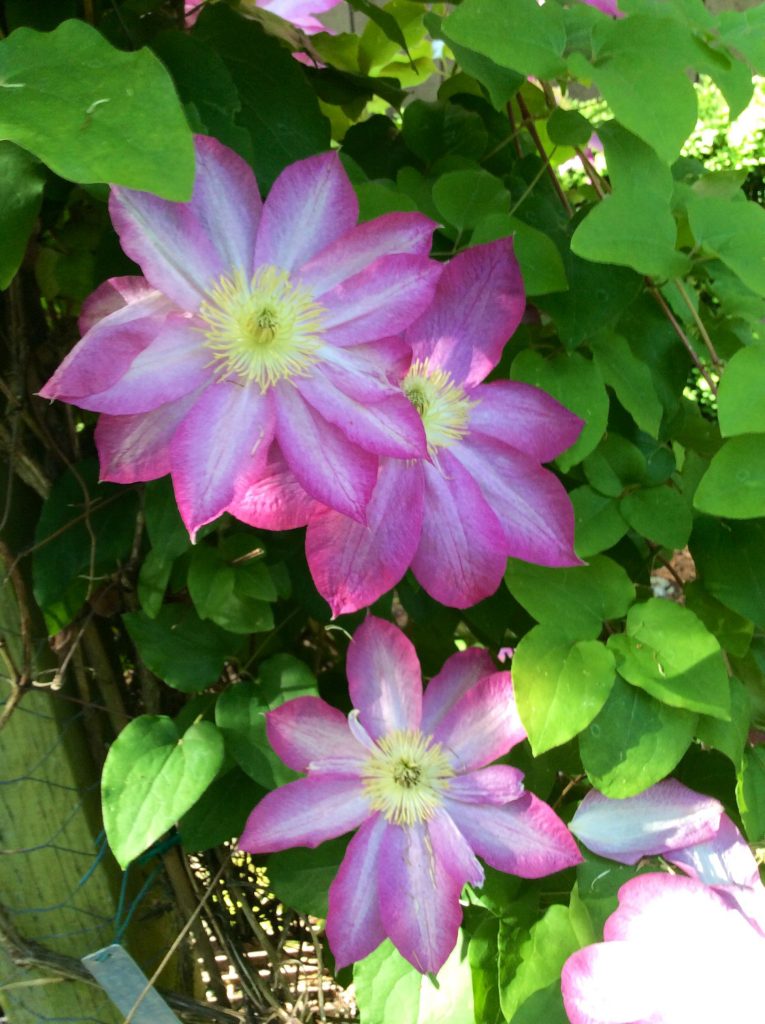 Clematis acao prerezávanie Clematis acao prerezávanie