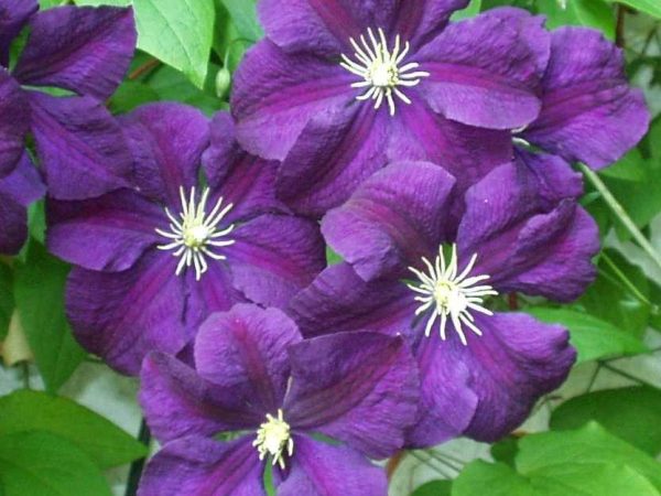 Clematis etoile fialová fotografia a popis Clematis etoile fialová fotografia a popis
