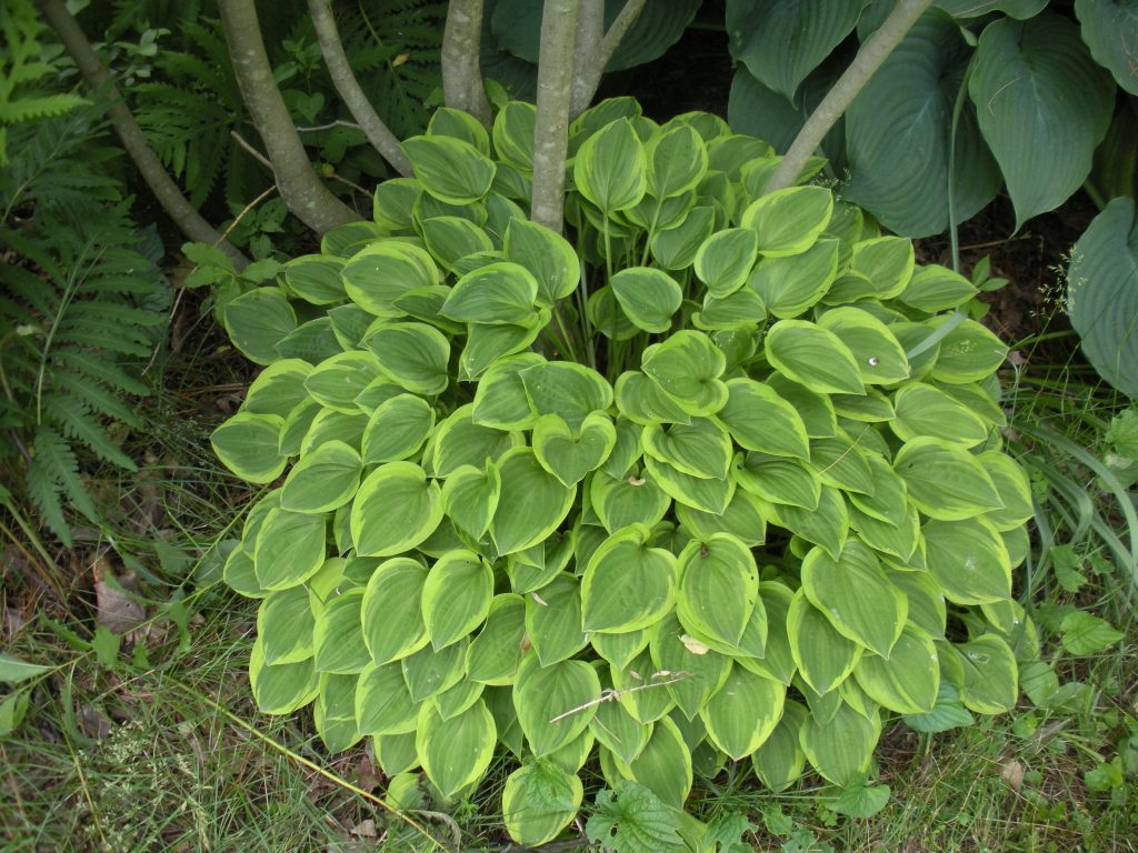 Hosta zlatá čelenka Hosta zlatá čelenka