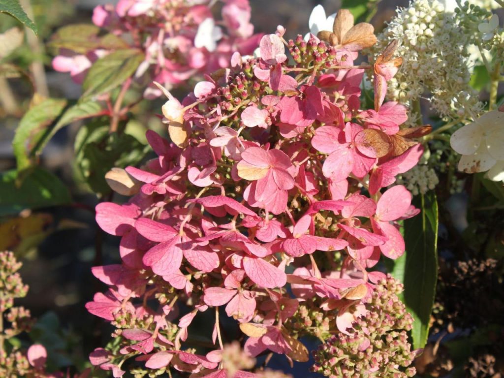 Hydrangea paniculata mega mindy