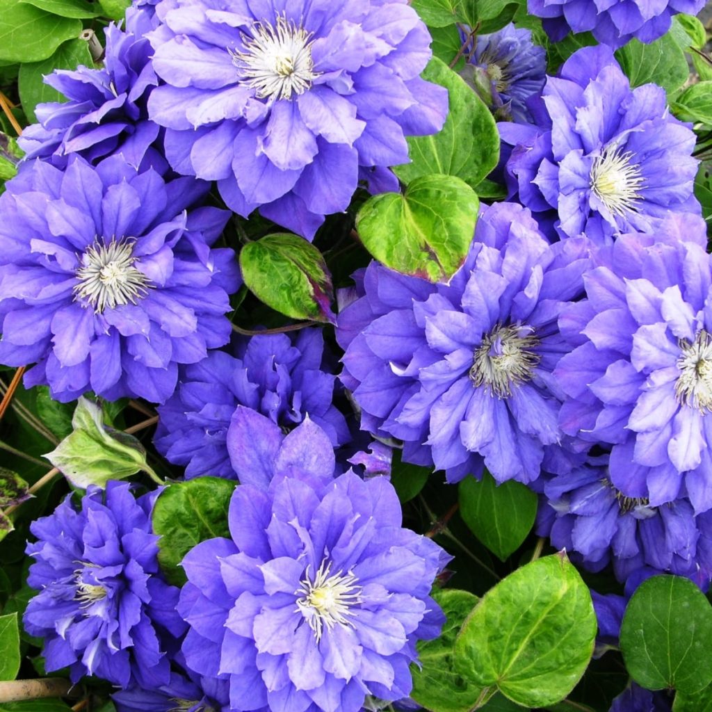 Clematis kiri te priekopa Clematis kiri te priekopa