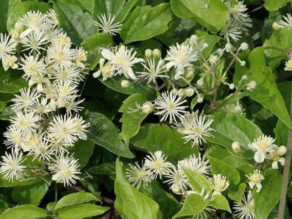 Clematis hroznový Clematis hroznový