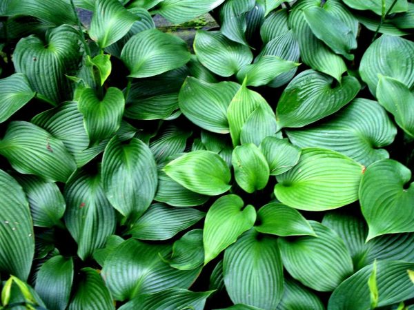 Fotografia modrého anjela Hosta Fotografia modrého anjela Hosta