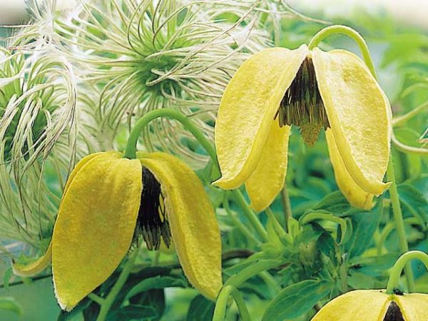 Clematis tangut čínske lampióny Clematis tangut čínske lampióny