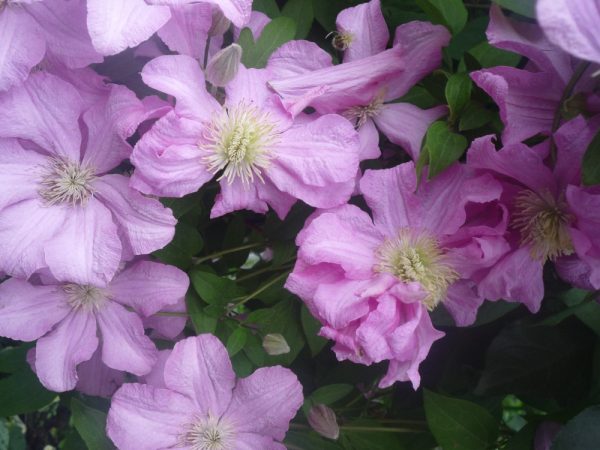 Opis Clematis Comtesse de Bouchot Opis Clematis Comtesse de Bouchot