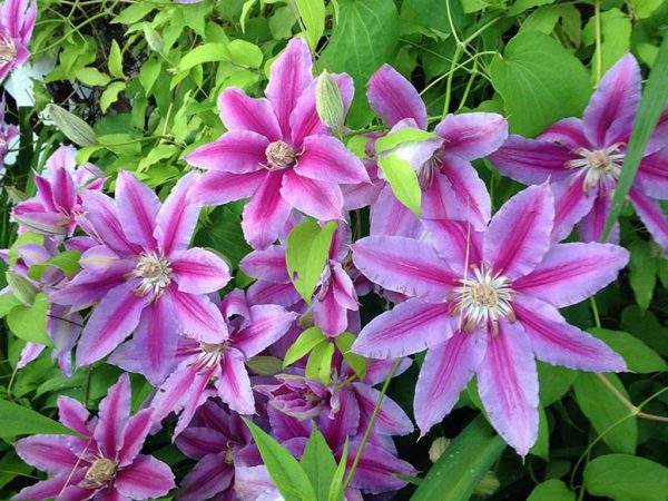 Clematis grandiflorum nelly moser Clematis grandiflorum nelly moser