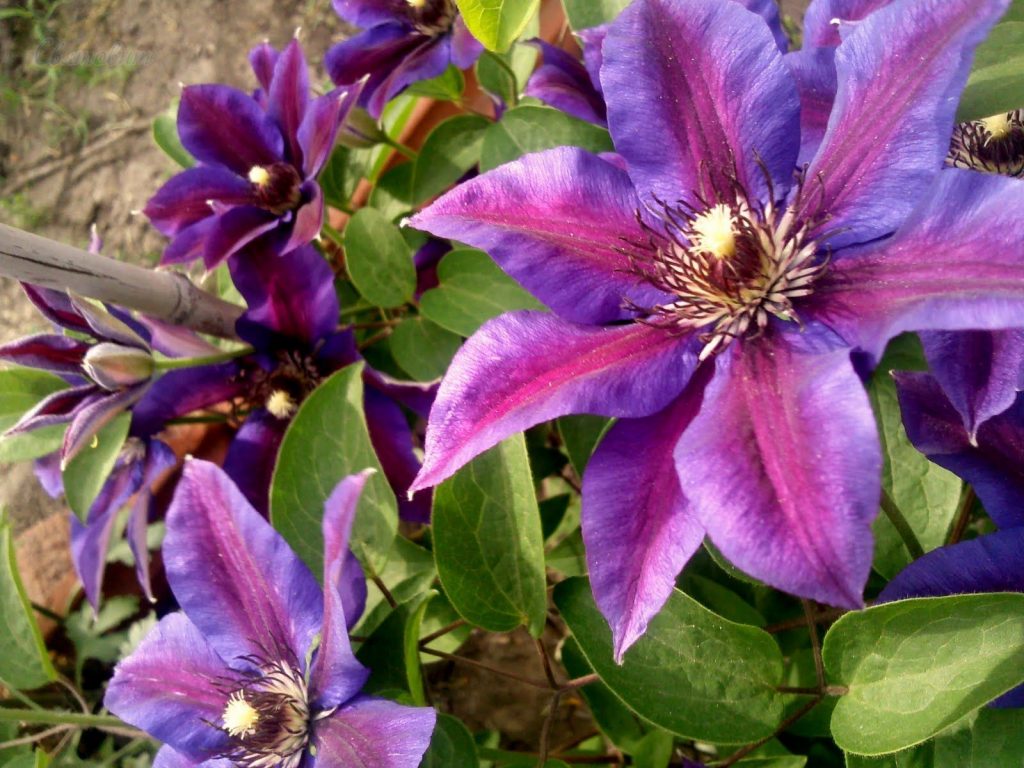 Clematis, pán Thompson Clematis, pán Thompson