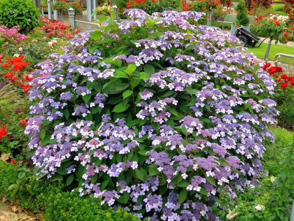 Hydrangea sargent nekvitne, čo je dôvodom Hydrangea sargent nekvitne, čo je dôvodom