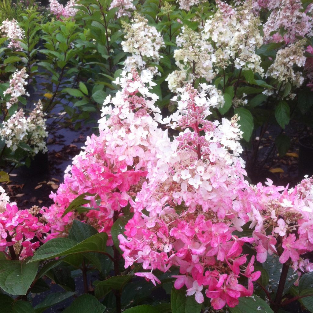 Hydrangea paniculata pinky vinca výsadba a starostlivosť na otvorenom poli Výsadba a starostlivosť o hortenziu paniculatu na otvorenom poli