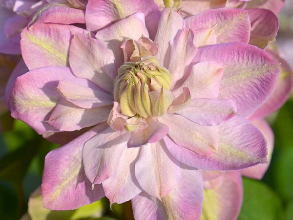 Starostlivosť o nevinnú lícenku Clematis Starostlivosť o nevinnú lícenku Clematis