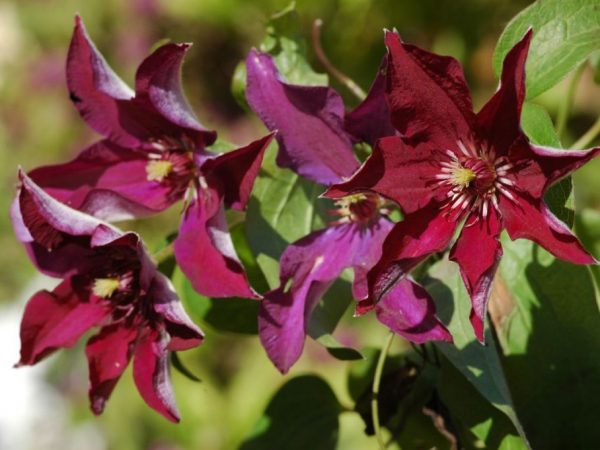 Opis fotografie Clematis stasik Opis fotografie Clematis stasik