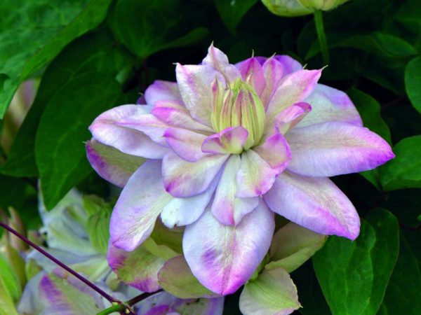 Fotografia nevinného pohľadu Clematis Fotografia nevinného pohľadu Clematis