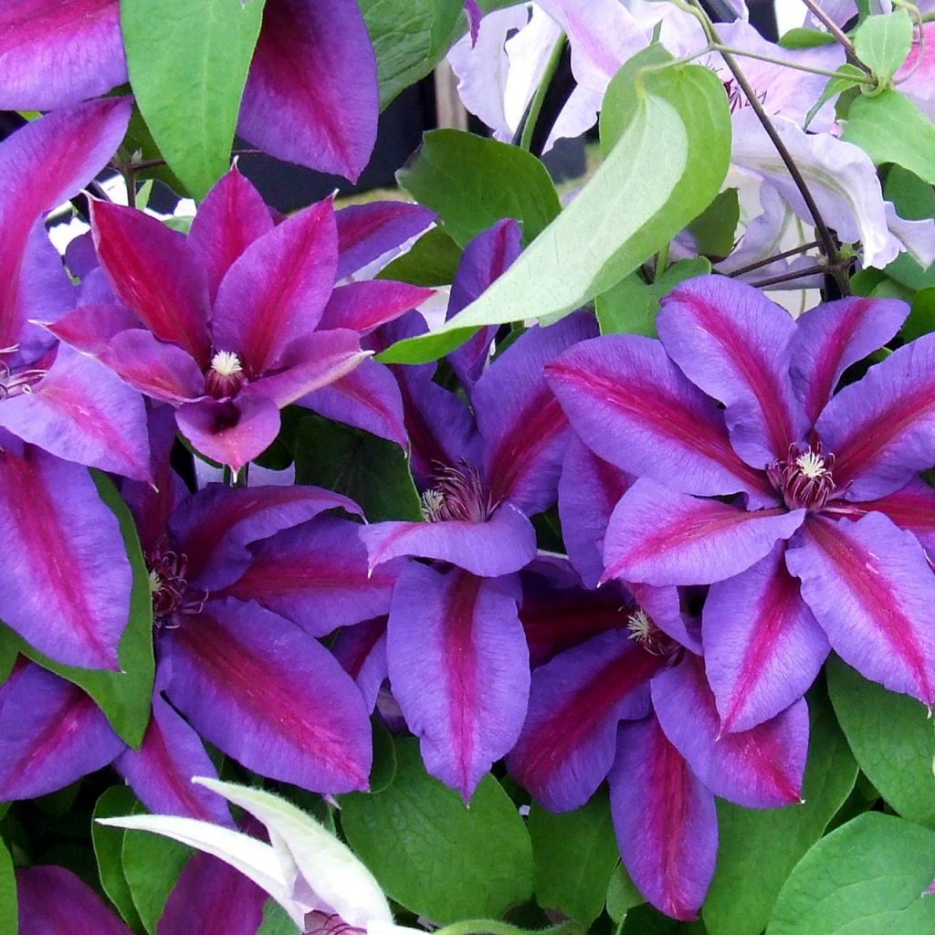Clematis pani Thompsonová fotografia a popis Clematis pani Thompsonová fotografia a popis