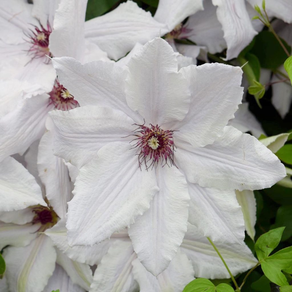 Popis Clematis Snow Queen
