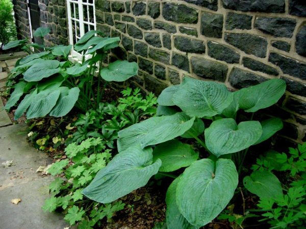 Hosta modrý anjel foto: Hosta modrý anjel foto: