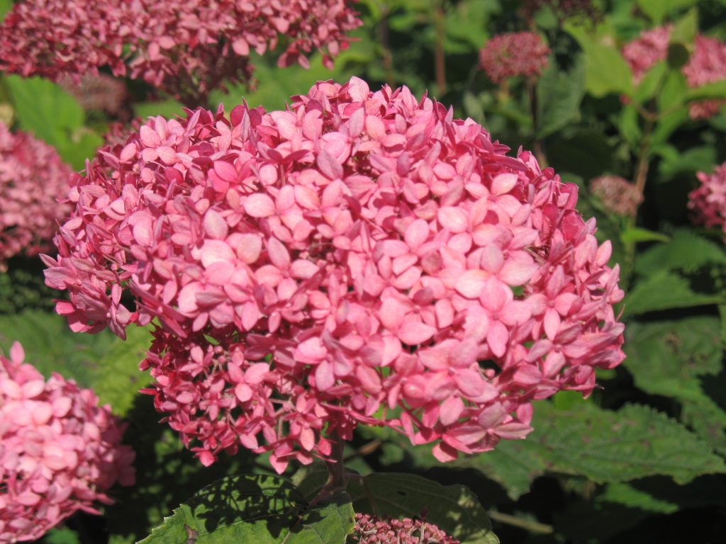 Hortenzia lekárska pinkerbell Hortenzia lekárska pinkerbell