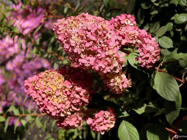 Konfety fotografie hortenzie paniculata Konfety fotografie hortenzie paniculata