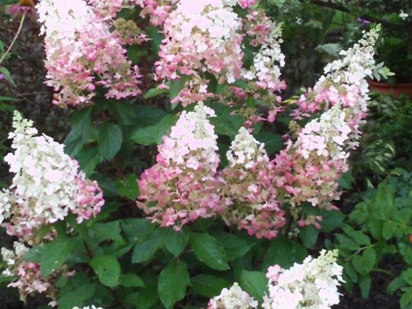 Hydrangea ružová dáma pristátie a starostlivosť Hydrangea ružová dáma pristátie a starostlivosť