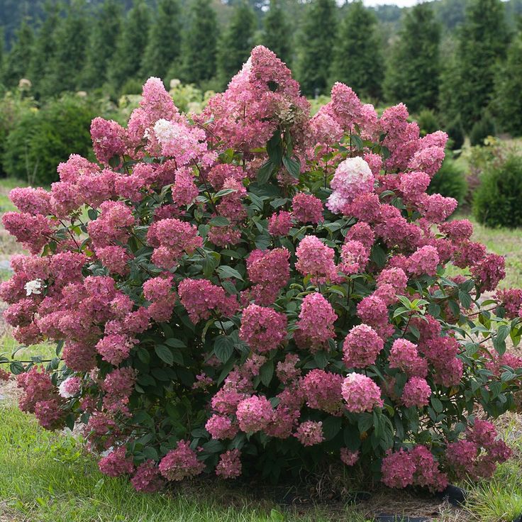 Hydrangea mega mindy popisná fotografia
