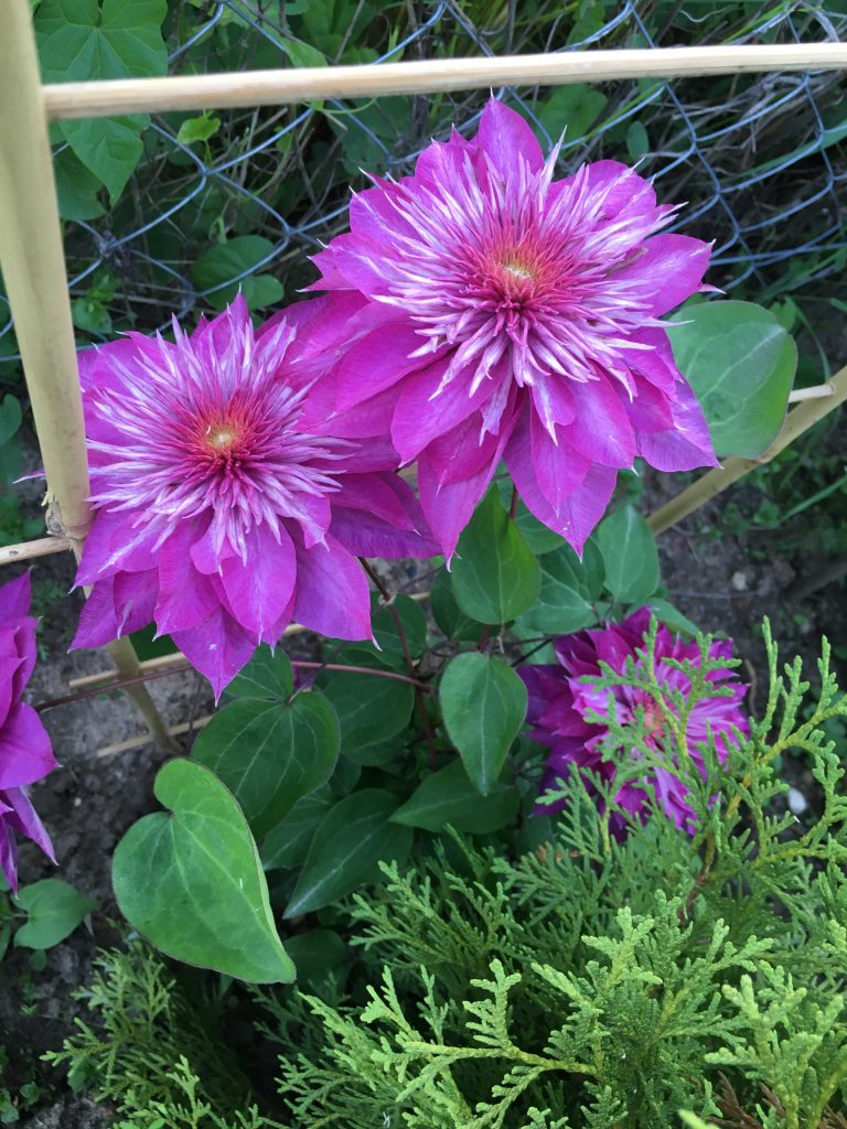 Clematis Kaiser starostlivosť Clematis Kaiser starostlivosť