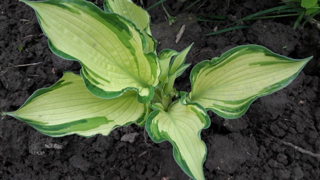 Hosta fortune albopict popis fotografie Hosta fortune albopict popis fotografie