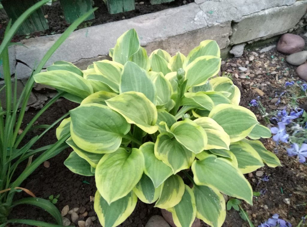 Hosta zlatá čelenka fotografia a popis Hosta zlatá čelenka fotografia a popis