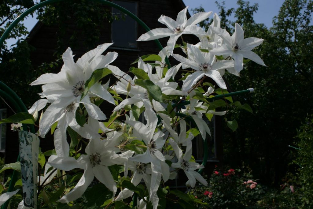 Popis Clematis Beauty Bride Popis Clematis Beauty Bride