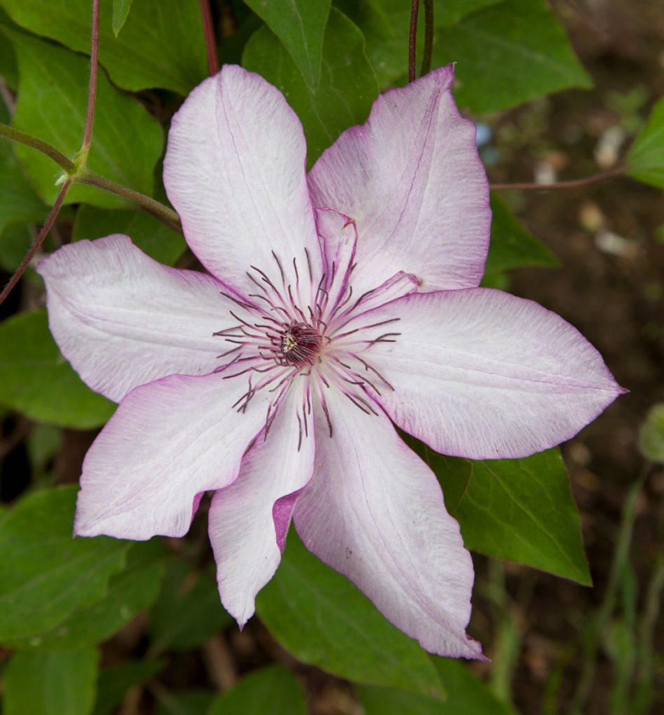 Snehová kráľovná Clematis
